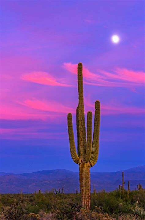 Cactus belongs to the succulents' group, plants that can absorb and store large amounts of water in their plant body and roots. Vertical image of stately saguaro cactus at sunset with ...