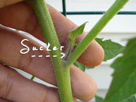 Should You Prune Your Tomato Plants