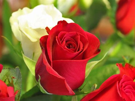 Love Rose Flowers Flower Hd Wallpapers Images Pictures