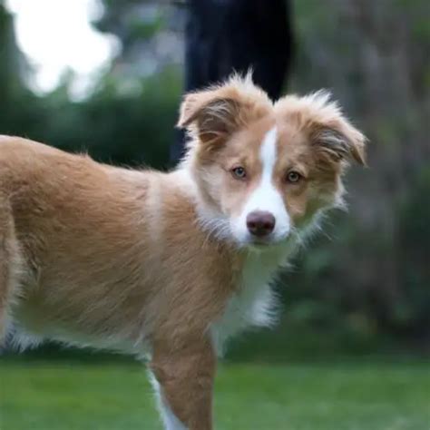 Saddleback Sable Border Collie