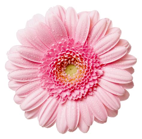 Download this hand painted flowers background material, flowers, painted, pattern png clipart image with transparent background or psd file for free. pink-flower-clipart-transparent-background-191597-9295551 ...