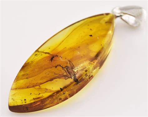 Baltic Amber Sterling Silver Pendant With Fossil Insect Etsy