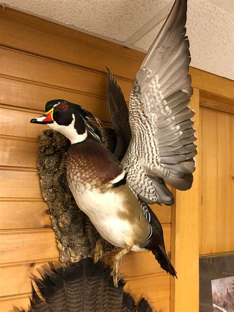 Flying Wood Duck Mounts Check It Out Now