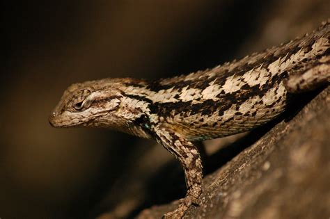 Texas Spiny Lizard Chris Farmer Flickr