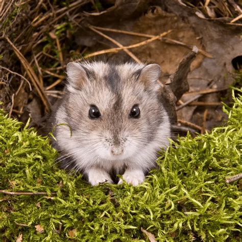 Chinese Dwarf Hamster Information Petrapedia