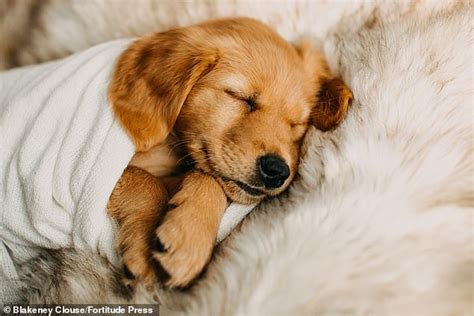 Photographer Turns Adorable New Golden Retriever Puppy Into Baby For