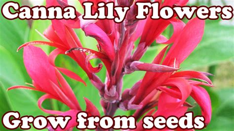 Varieties like tropicanna, tropicanna gold, and pretoria the only pictures you'll see of big beautiful canna container gardens involve huge pots. How To Grow Canna Lily Lilly Cannas Lilies Lillies Seed ...