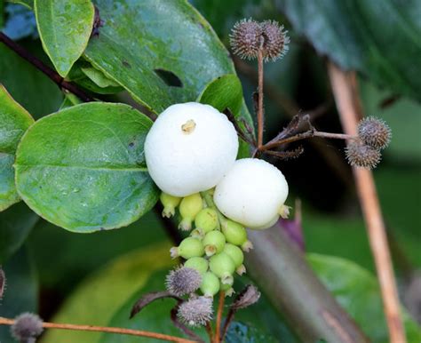 Snowberries Helens Bay September © Albert Bridge Cc By Sa20