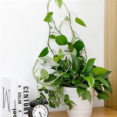 Wholesale artificial climbing plant wall hanging plants ivy vines for garden decoration. Plant Wall Climbing Hooks - Divine New Deals in 2020 ...