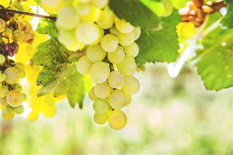 Ripe Riesling Grapes At Vineyard White Wine Grapes Riesling Is An