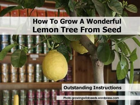 How To Grow A Wonderful Lemon Tree From Seed