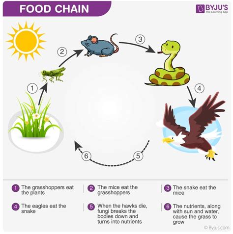 Food Chain Definition Food And Beverage