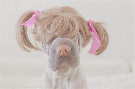 16 Animals Wearing Wigs And Looking Stylish How To Wear A Wig Wigs