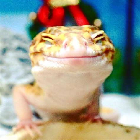 This Captivating Smiling Gecko Will Definitely Enliven Your Day