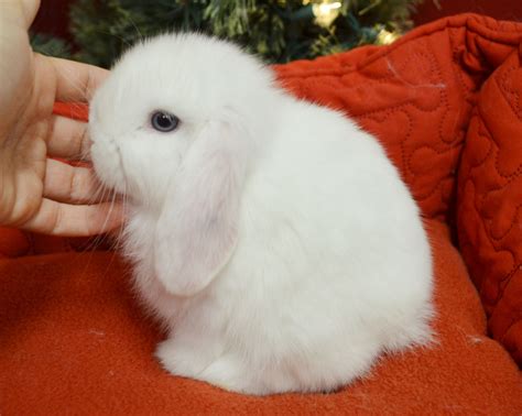 Blue Eyed White Male Holland Lop Baby