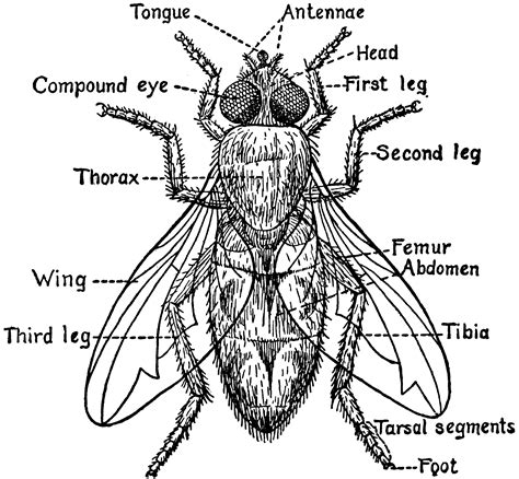 Consider your needs, whether you want ba. Parts of a Fly | ClipArt ETC