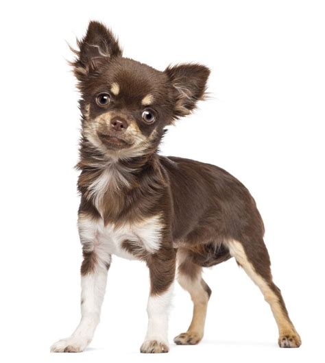 Chihuahua Dog Breed Information And Pictures Petguide Petguide