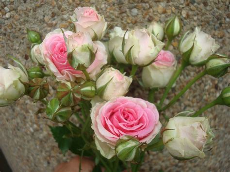Fleuriste Isabelle Feuvrier Les Roses Branchues Mini Eden