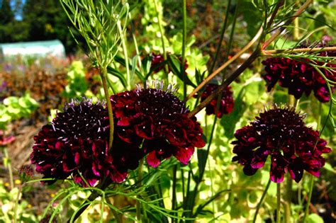 Scabiosa ‘crown Seedling Higgledy Garden