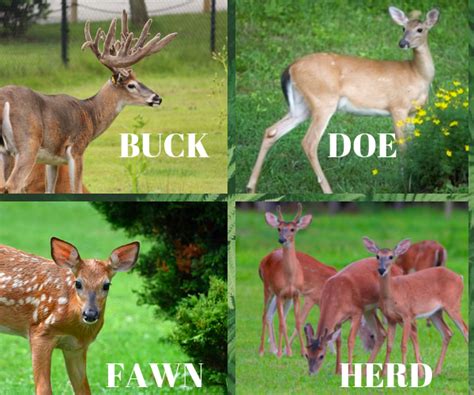 New Jersey Deer Repellent Natural Deer Control Service