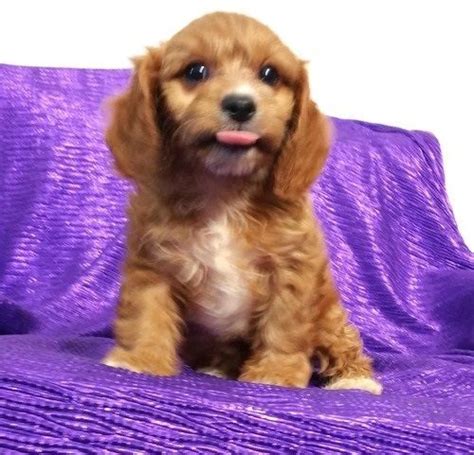 When you decide to open your heart and home to a crossbreed puppy like the. Cavapoo Puppies For Sale | Torrance, CA #268780 | Petzlover