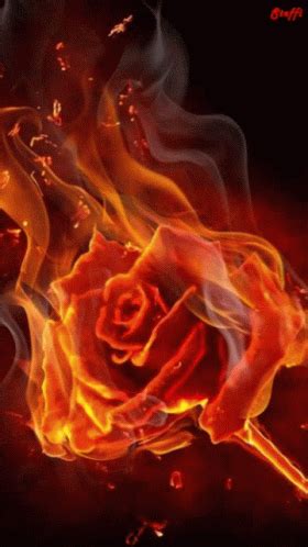 Fire Rose Fire Rose Flame GIFs Entdecken Und Teilen