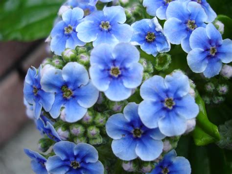 Sberrymum Beautiful Blue Flowers
