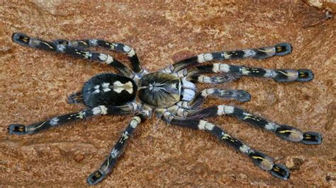 10 Most Dangerous Spiders In The World