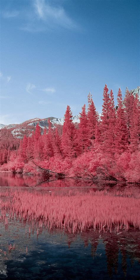 1080x2160 Autumn Red Pink Trees Lake One Plus 5thonor 7xhonor Pink