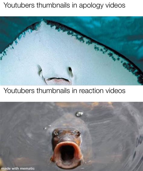 Haha Fish Funny Memes