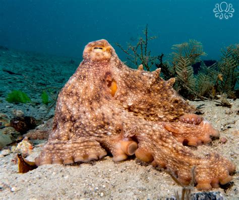 Does An Octopus Have Arms Or Tentacles Octonation The Largest