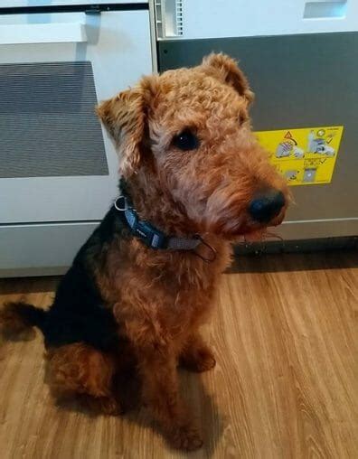 14 Things Only Airedale Terrier Owners Will Understand Petpress