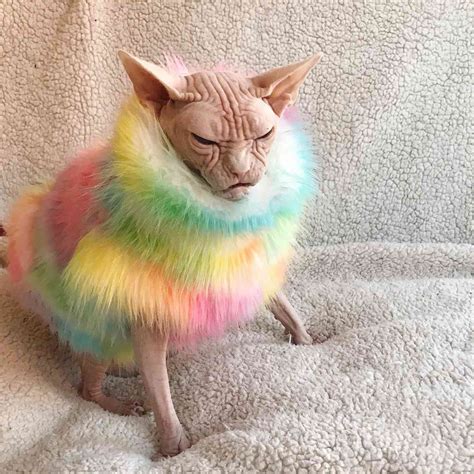 Scowling Sphynx Cat Loki Might Be The Grumpiest Feline On Instagram