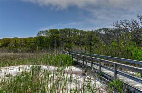 The Remote Hike Through Sunken Forest In New York Winds Through A Maritime Holly Forest Fire