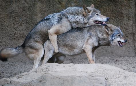 Filekorean Wolves Mating Cropped Wikipedia