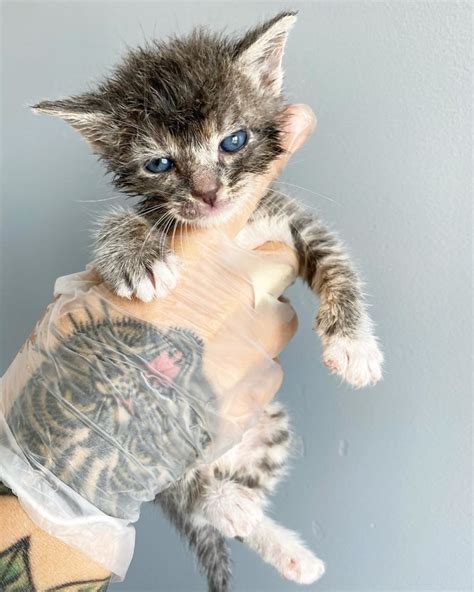 kitten recovering after being rescued from woman biting him on the neck cole and marmalade