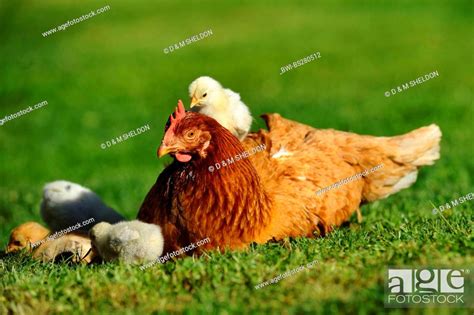 Domestic Fowl Gallus Gallus F Domestica Hen Sitting On A Lawn