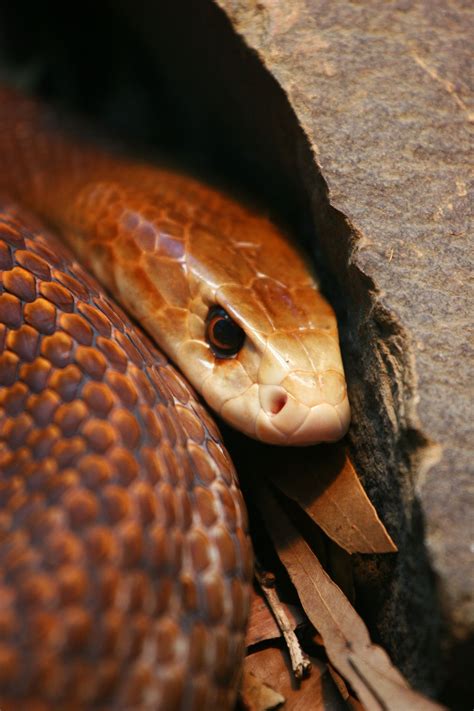 Taipan Inland Taipan Snake Deadly Animals