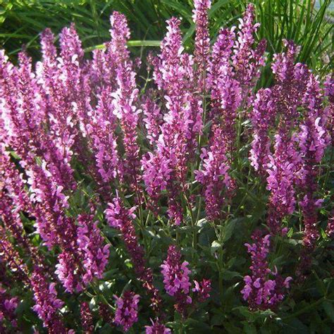 Pink Friesland Salvia Plants For Sale Meadow Sage Free
