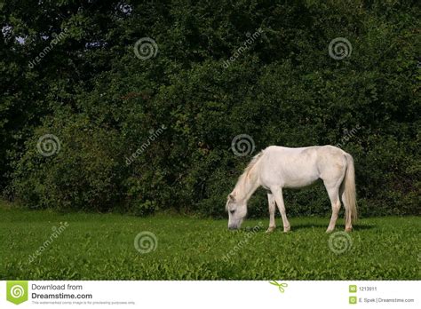 White Pony Stock Photo 783684