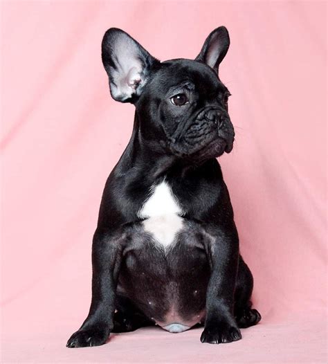 Breeder of quality akc registered french bulldog puppies inquiries welcome, occasional french bulldog puppies available. French Bulldog Puppies For Sale Las Vegas | French Bulldog ...
