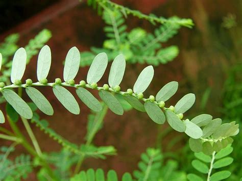Phyllanthus Amarus Efloraofindia