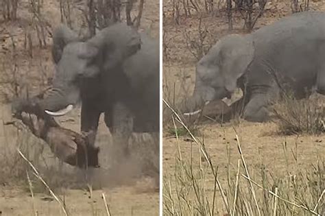 Elephant Gores Buffalo With Tusk Before Annihilating It In Shock Video
