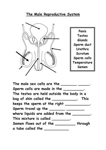 Reproductive System Worksheets And Answer Pdf