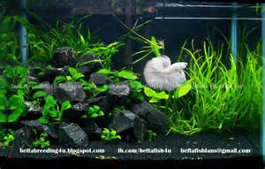 All about betta fish: White halfmoon betta fish in a planted tank