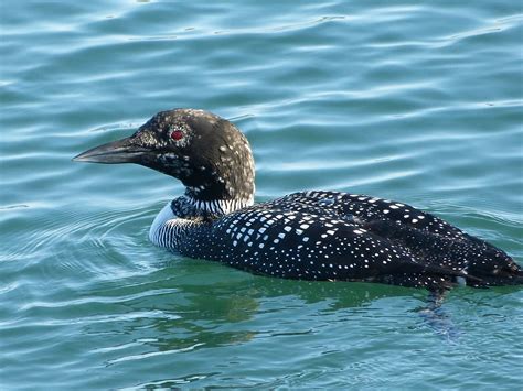Common Loon Wells Harbor Me Brian Rusnica Flickr
