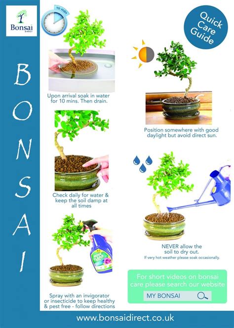 Care Instruction Guide To Help You Care For Your Ficus Bonsai Tree