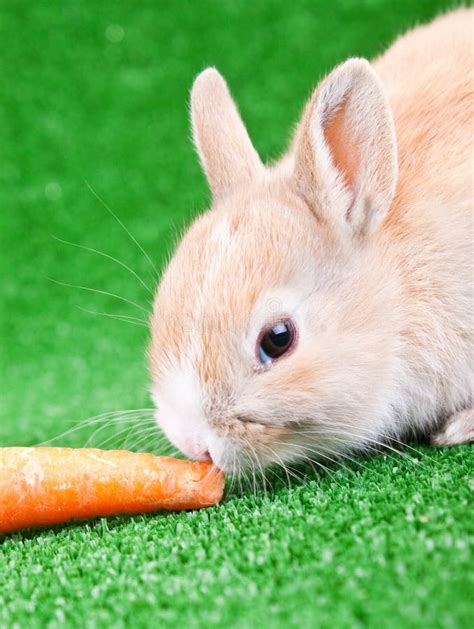 Rabbit Eating Carrot Stock Image Image Of Animal Clean 13554409