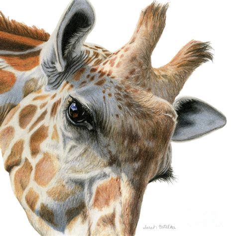 Eye Of The Giraffe Drawing By Sarah Batalka
