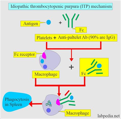 Platelets Part 1 Idiopathic Thrombocytopenic Purpura Itp